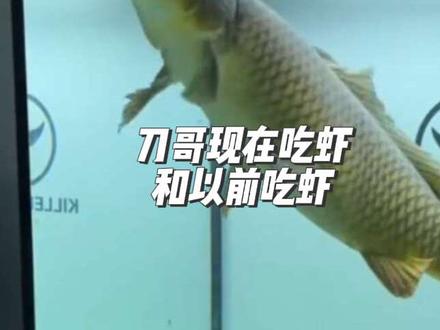 刀刀:现在吃虾阿宇直接喂到嘴里,以前吃虾能把小黄创飞#刀疤鲤#暖心阿哲#鲤鱼换牙 #刀疤鲤