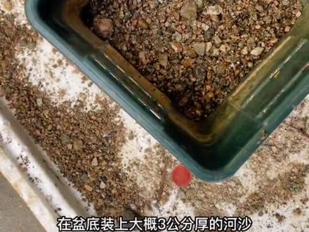 #我的花花草草🌸🌸 #一花一草一世界 #养花人的乐趣 #让喜欢的事成为生活 #黄栌 全网最详细的黄栌生桩栽种技巧!