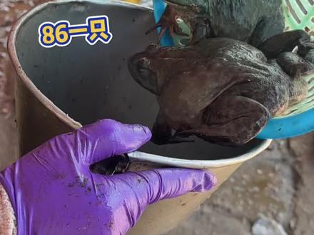 街头86一只的秘制崩牛蛙,还是水果味的 #街头美食 #街边小吃 #美食分享 #地方特色美食 #瓜子二手车