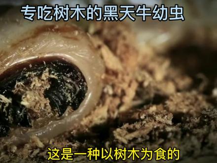 #中视频伙伴计划 专吃树木的黑天牛幼虫#爱护大自然保护野生动物