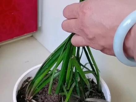 风雨兰不开花?一定给它“剪几刀”