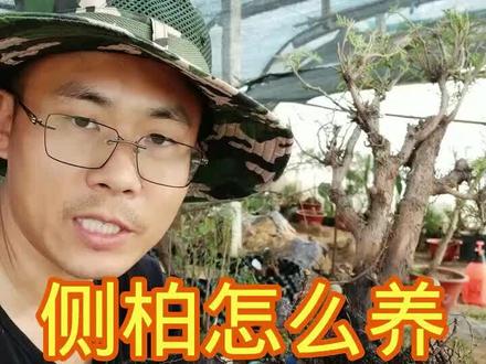 侧柏生桩怎么养?关键这3项,成活有保障#盆景养护 #侧柏