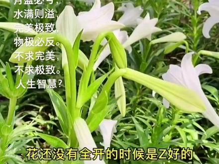月盈必亏,水满则溢,完美极致,物极必反。不求完美,... #智慧人生 #国学智慧 #传递正能量