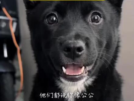 他们都说你公公视频制作教程!#公公特效 #剪映 #他们都说你公公特效 #他们说你像公公ai模板 他们都说你公公原视频 他们都说你公公模板 他们都说你公公ai生成 他们都说你公公视频怎么弄 #搞笑特效 放肆特效 放肆教程 范式模板 放肆搞笑视频制作 他们都说你像公公视频制作 他们都说你像公公原创 公公说话特效