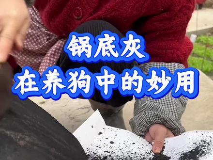 锅底灰在养狗中的妙用#狗狗#新手养狗#养狗经验分享#科学养宠攻略#养宠进阶指南