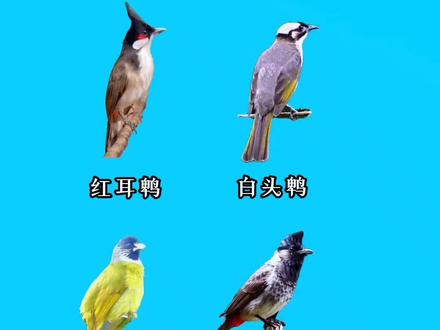 常见的鹎类练声音欣赏 #鹎科#红耳鹎#白头鹎#创作灵感
