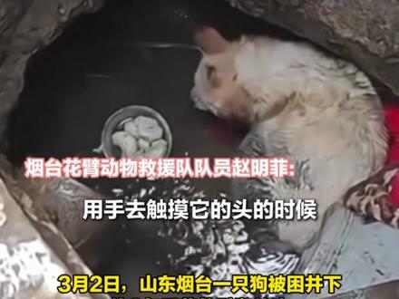 被困井下约3年获救的小狗起名“汤圆” 救援人员:恢复挺好 胆子大一点儿了