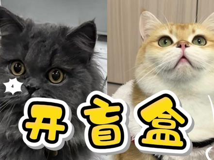 盲盒已更新~#蓝猫加金渐层#猫咪#猫咪幼崽