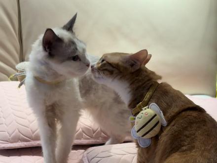 全浙江最恩爱的一对夫妻#哈基米#显卡猫#布卡猫