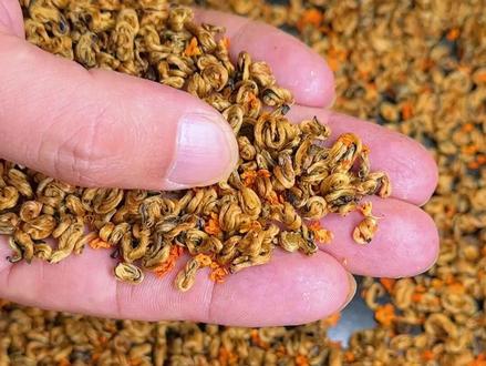 这个货可是相当的少见呀,用奶螺拿去窨制的桂花奶螺 各位茶友你们喝过吗#茶叶 #红茶 #滇红