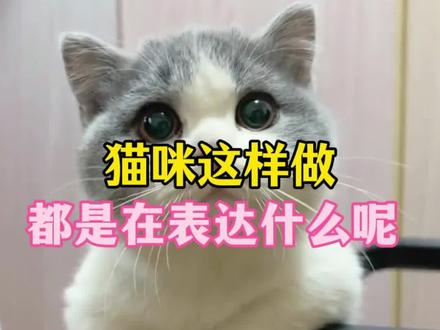 猫咪这样做,是在表达什么呢?!猫咪行为解读!
#猫#猫咪#新手养猫#养猫人#猫咪日常