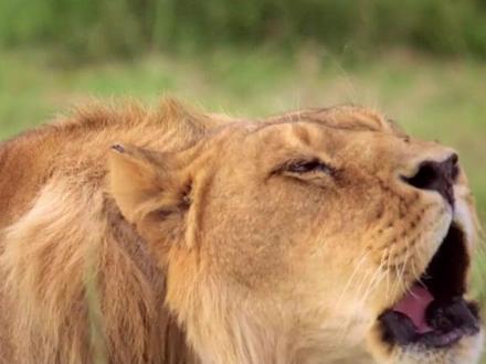 狮子也喜欢“猫薄荷”#动物 #科普 #纪录片