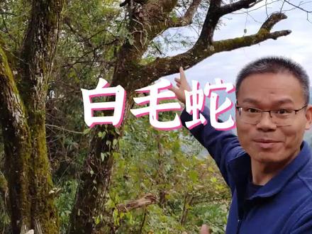 今天偶遇一种奇特的植物,它叫白毛蛇,不知道你们见过没有?#农村生活 #大山里的原生态 #三农