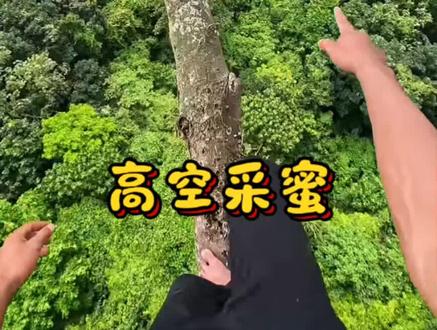 印度尼西亚丛林的高空采蜜师#科普