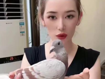 一起听蓝色王朝璋总经验之谈,欣赏凡登布克名鸽 #信鸽赛鸽 #鸽子 #台湾海翔赛鸽