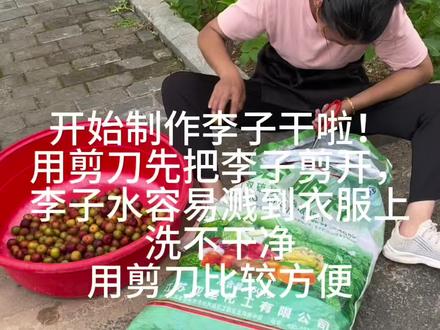 #纯天然绿色食品 #干果制作方法 又是一年晒李子干的时候到啦!#我的乡村生活 #无公害农产品
