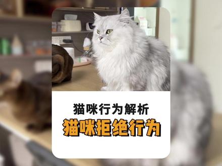 猫咪哪些行为是在表达拒绝呢 #新手养猫 #小卢呼噜噜 #猫咪拒绝亲亲 #猫咪行为学