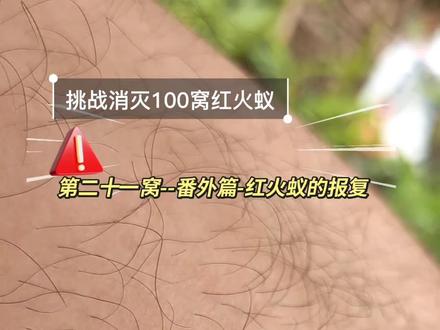 红火蚁的报复来了,鬼针草实测。 #红火蚁 #红火蚁咬伤 #红火蚁入侵 #三农