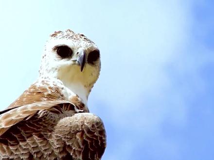 长时间饥饿的老鹰攻击眼镜蛇和小花豹,接下来会发生什么? #猫头鹰 #鹰 #鸟类 #神奇动物 #野生动物