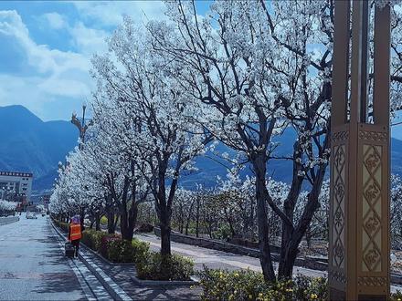 风起花落……#去看可以治愈一切的风景原来它真的很美