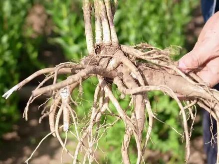 探寻良药,守正岐黄之桔梗。