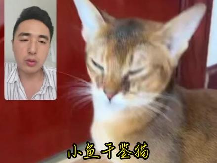 #鉴定猫咪 谁还有玳瑁色阿比,让我多长长见识#猫咪鉴定 #阿比西尼亚猫 #猫咪 #萌宠出道计划 @抖音小助手