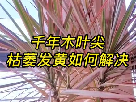 千年木叶尖枯萎发黄如何处理#千年木 #千年木怎么养 #千年木盆栽 #千年木烂根 #千年木七彩铁 #养花 #养花小知识 #花卉绿植 #盆栽绿植
