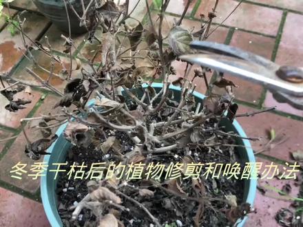 冬季过后枯萎植物的修剪和唤醒办法