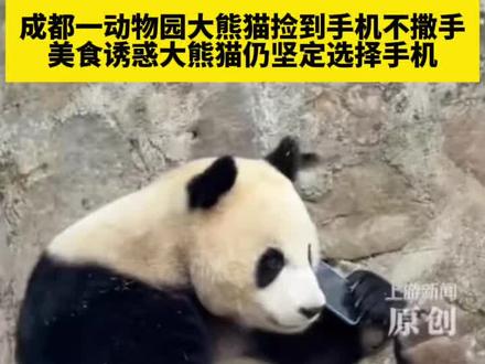 成都一动物园大熊猫捡到手机不撒手