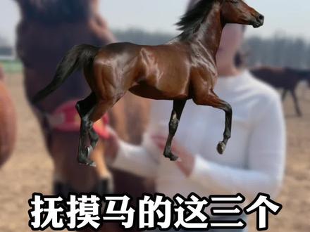手摸马哪里最舒服#骑乘马 #野骑 #马场日常 #养马场 #马术