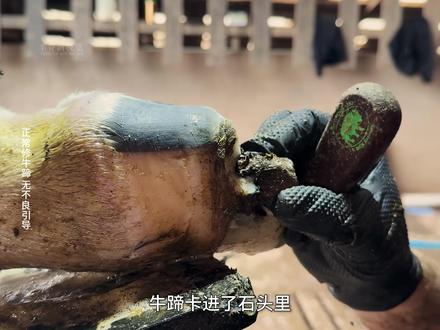 牛蹄卡进了石头里面 #解压 #修牛蹄