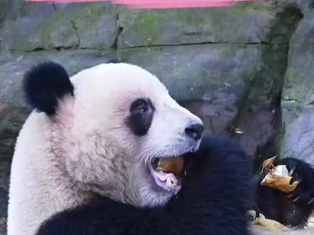 #大熊猫晓晓蕾蕾 晓晓蕾蕾1月28日入住雅安基地,隔离期动态持续同步~#熊猫#国宝熊猫 #熊猫听懂四川话系列