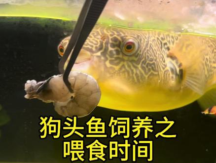 狗头鱼饲养之喂食时间 #狗头鱼喂食时间 #狗头鱼喂食 #皇冠狗头 #斑马狗头 #河豚喂食