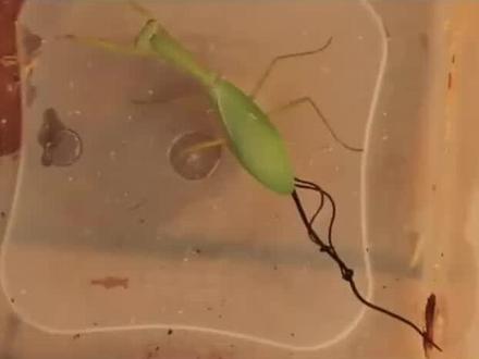 铁线虫进入人体,真的很恐怖吗?#科普 #奇闻奇事 #有趣冷知识 #科普一下 #涨知识 #奇闻趣事