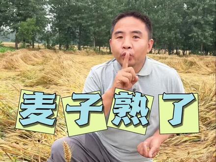 小麦熟了,小麦倒了 这一刻的心酸要用笑声表达出来
生活还要继续,小麦还要收割
明天会更好,我们也更想今天好
可怜一下农民吧,晴几天
好歹把麦子割了在下雨
#麦子熟了 #农村生活 #农民 #暴雨 #丰收的季节