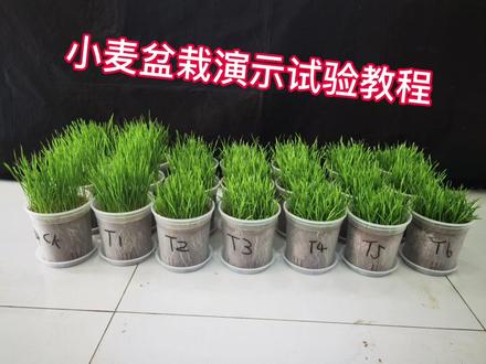 小麦盆栽演示试验教程!#农学验证 #作物栽培