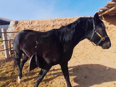 三毛调训第三天的状态#热门话题🔥 #抖音二创激励计划 #训马 #vlog日常