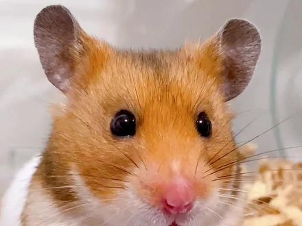 什么仓鼠最适合新手养呢?大家养的都是什么鼠鼠?#金丝熊 #养鼠日常分享 #萌宠 #新手养宠 #仓鼠用品