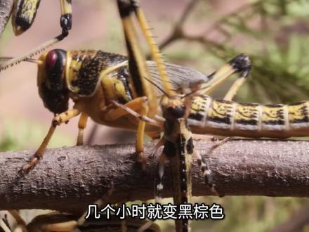 蝗灾为啥突然消失了?蝗虫到底能不能吃? #蝗虫 #科普 #冷知识 #科普一下 #历史