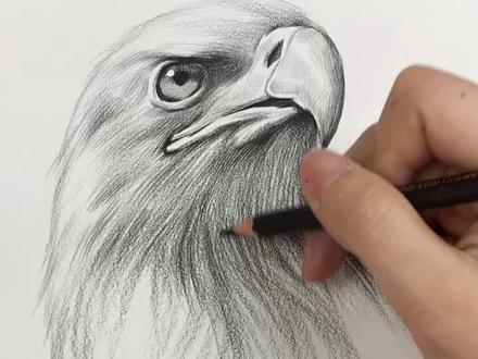 画一只钩钩嘴的老鹰🦅#云上大课堂 @抖音小助手