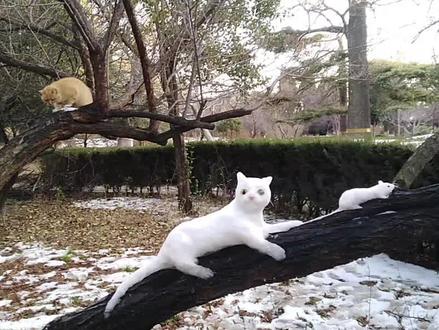 用积雪在树上玩猫捉老鼠,没想到一只橘猫来打假。#堆雪人 #可爱萌宠