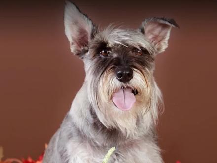 雪纳瑞睫毛剪掉后还能长出来吗?能!#雪纳瑞 #雪纳瑞睫毛精 #剪睫毛 #剪睫毛真的会变长吗 #雪纳瑞知识科普