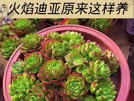 多肉蒂亚如何爆盆#多肉植物 #抖加热点小助手 #百亿流量扶持 #我要上热门