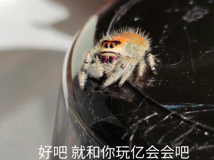 这是只猫吧~
#跳蛛#神奇动物在抖音 #逗猫#佛罗里达跳蛛#橙佛#大眼萌