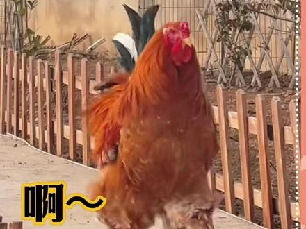 这位才是铁帽子鸡王。来源:@向田(我不是鸡王) #万万没想到 #抽象 #动物#养鸡