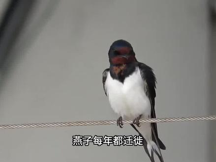 燕子每年都迁徙,“南方”究竟在哪?原来很多人都理解错了