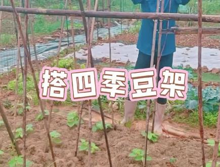 #真实生活分享计划今天搭四季豆架子,天气好,每天在菜地劳动#日常vlog #抖音二创激励计划 #种菜 #抖音