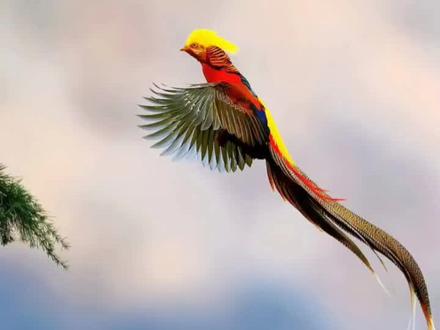 传说的凤凰,竟然有人养?精心照顾四年,却发现养的是……#涨知识 #动物 #红腹锦鸡#凤凰#科普