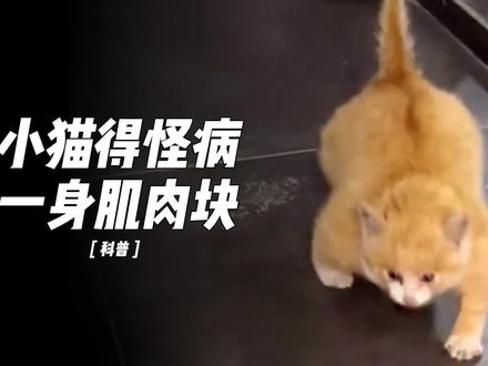 小奶猫满身腱子肉,发到网上没想到火了 #小猫 #肌肉 #肌肉小猫 #皮下气肿 #猫