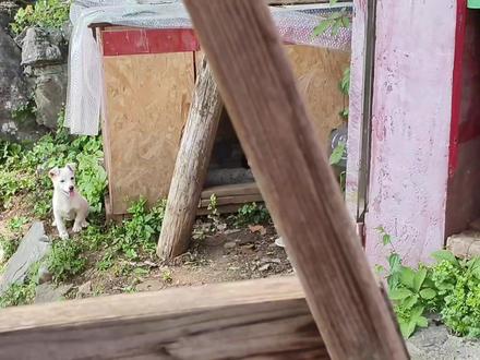 湖北黄石月亮山隧道上,一座神秘的道观,有多少人来过呢 #乡村游 #徒步旅行 #道观 #山村生活 #旅游